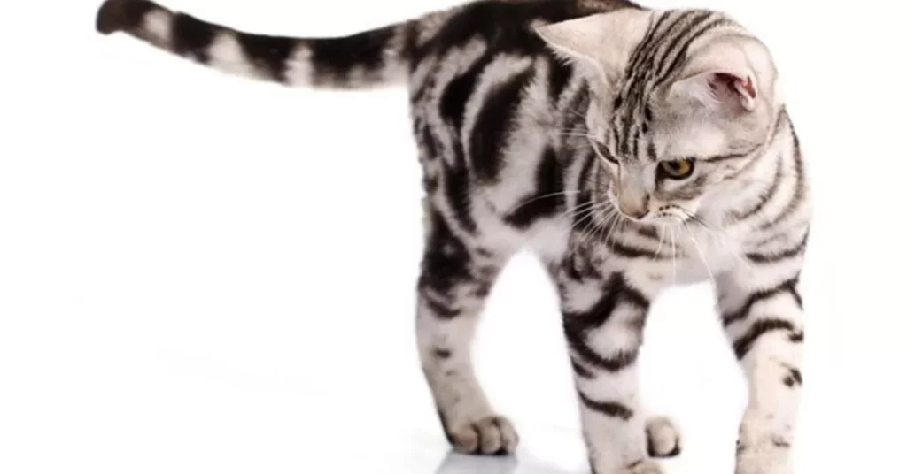 The Charm of American Shorthair Kittens: Personality Traits and Temperament