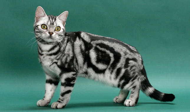 The Charm of American Shorthair Kittens: Personality Traits and Temperament