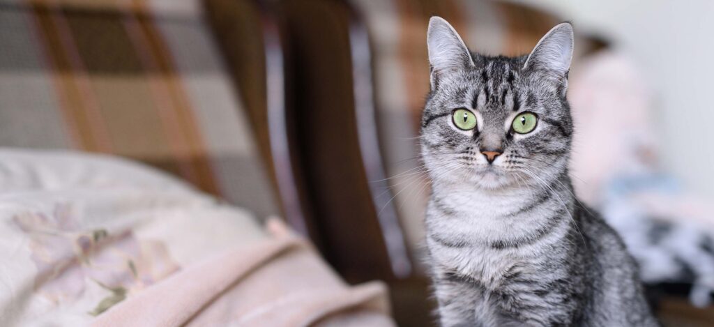 The Charm of American Shorthair Kittens: Personality Traits and Temperament