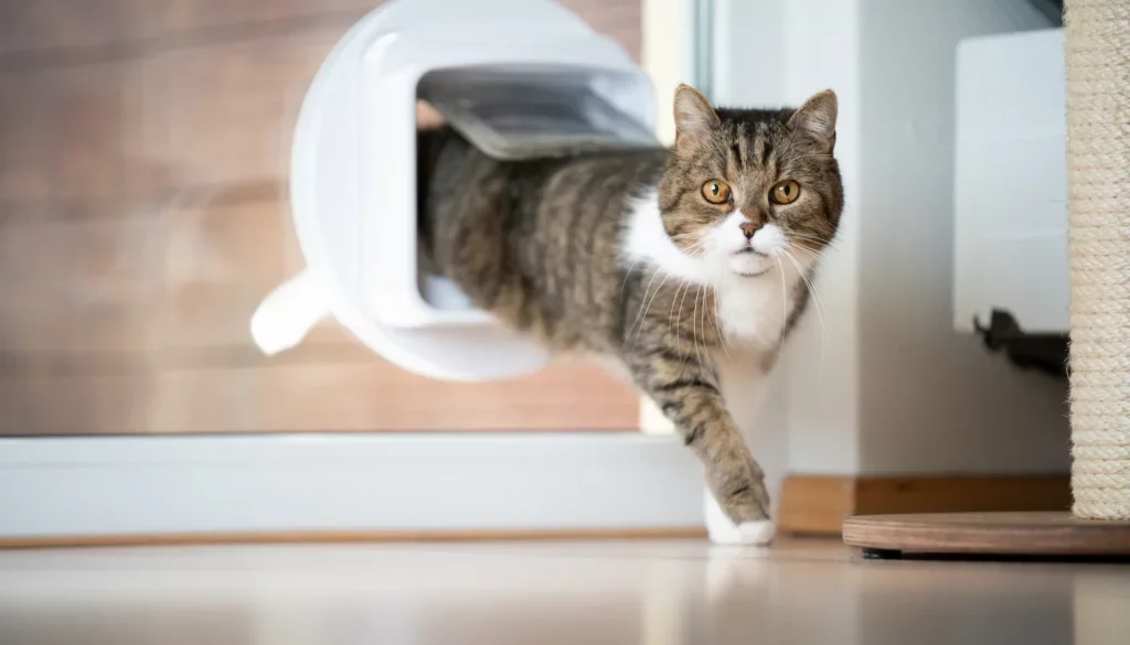 Training Your Cat to Use a Cat Door
