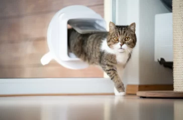 Training Your Cat to Use a Cat Door