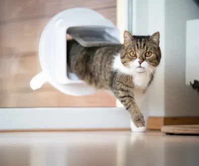 Training Your Cat to Use a Cat Door