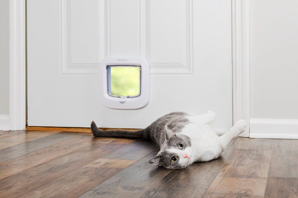 Training Your Cat to Use a Cat Door