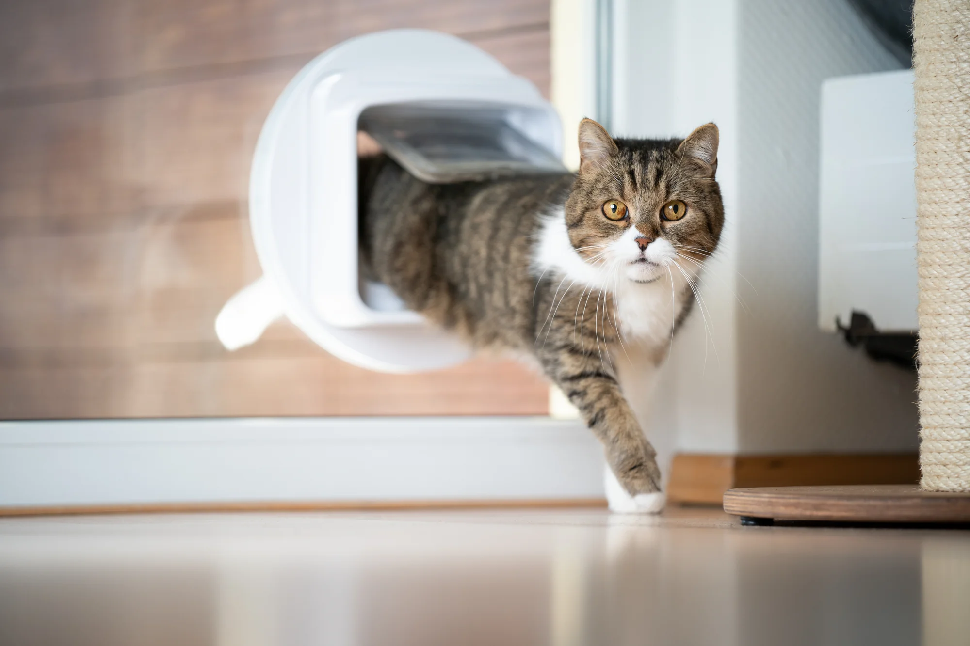 Training Your Cat to Use a Cat Door