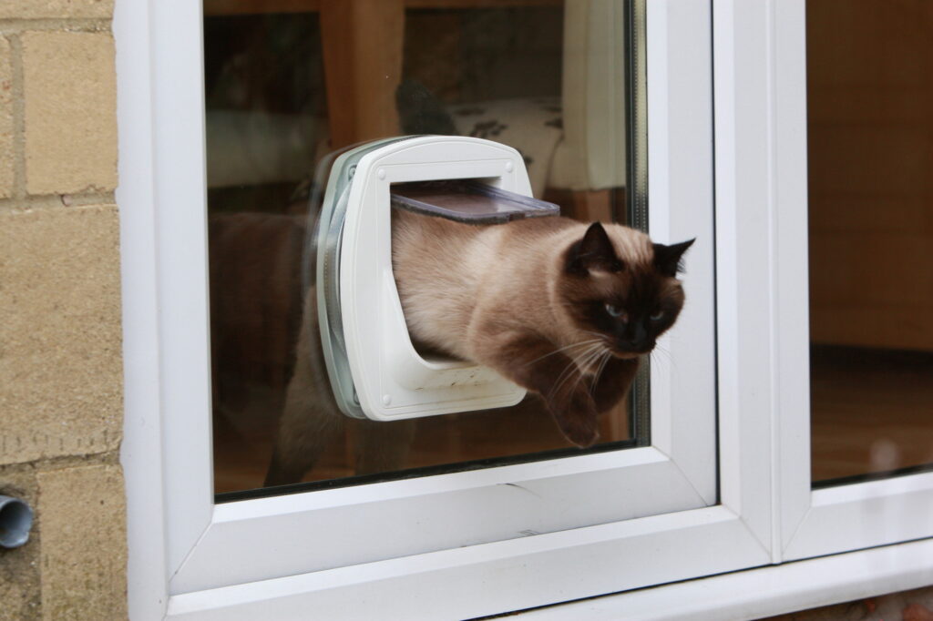 Training Your Cat to Use a Cat Door