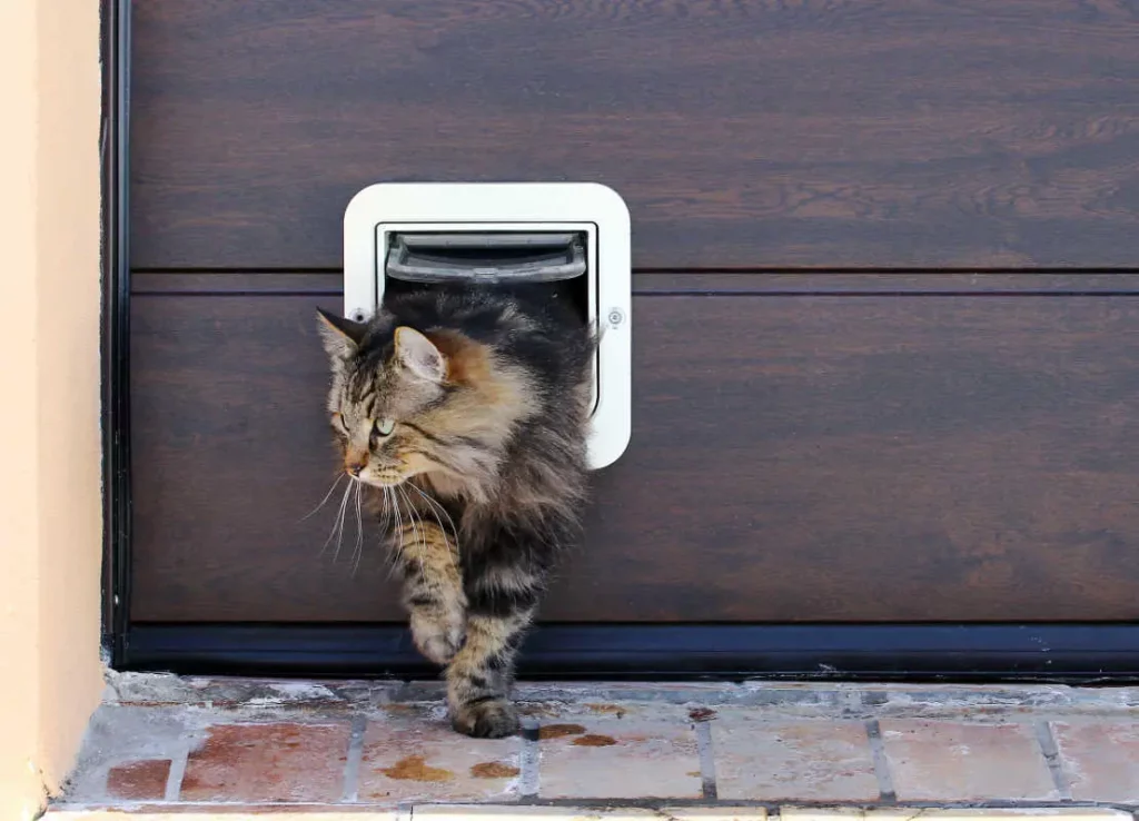Training Your Cat to Use a Cat Door