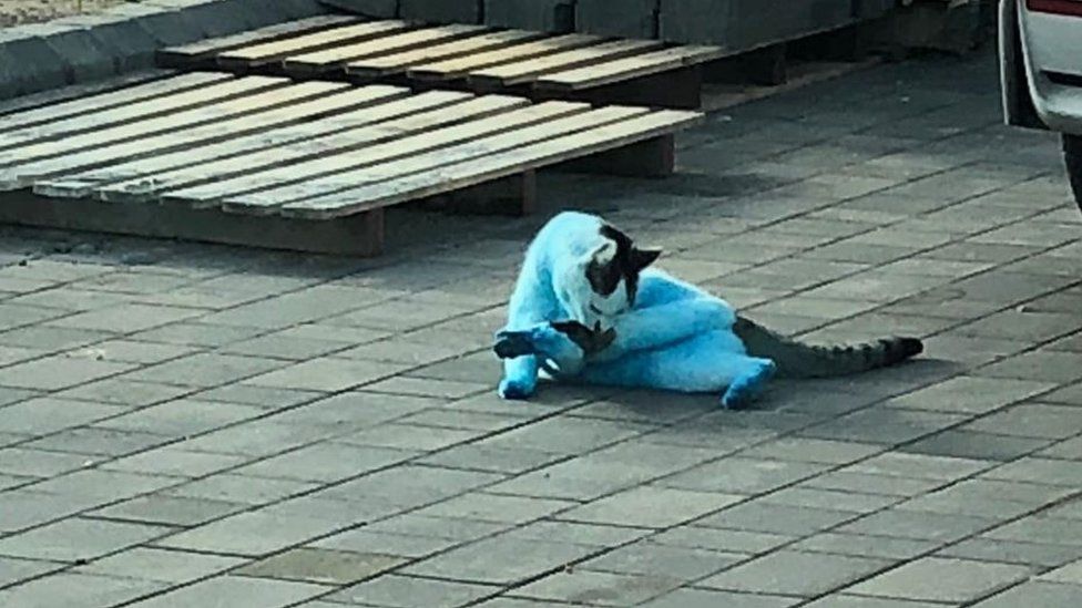 Understanding the Unique Characteristics of Smurf Cats