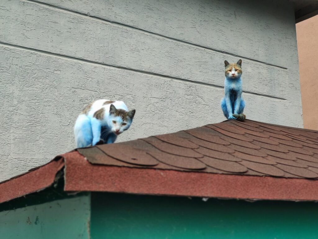 Understanding the Unique Characteristics of Smurf Cats