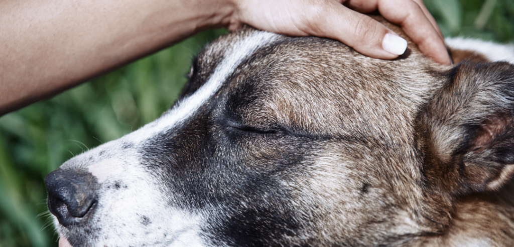 When to Consider Pet Bereavement Counseling 