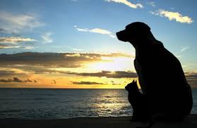 When to Consider Pet Bereavement Counseling