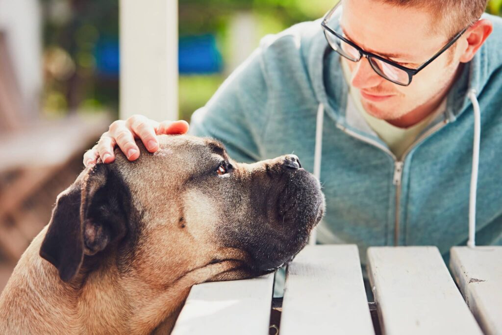 When to Consider Pet Bereavement Counseling 