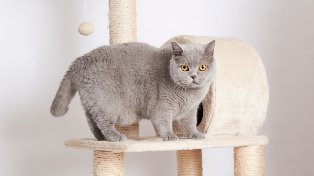 British Shorthair Kitten Care Guide: Tips for Bringing Home Your New Companion 