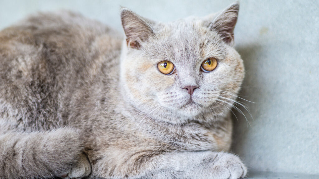 British Shorthair Kitten Care Guide: Tips for Bringing Home Your New Companion 
