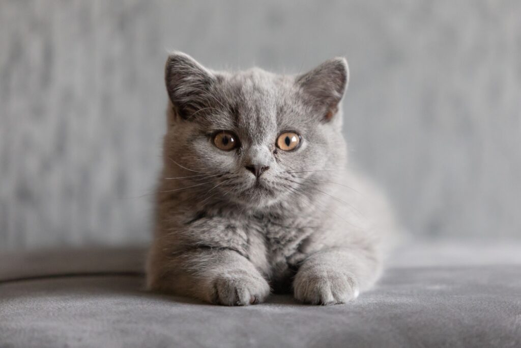 British Shorthair Kitten Care Guide: Tips for Bringing Home Your New Companion 