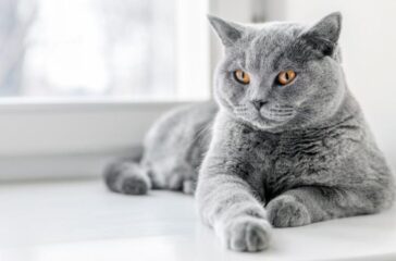 British Shorthair Kitten Care Guide: Tips for Bringing Home Your New Companion