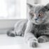 British Shorthair Kitten Care Guide: Tips for Bringing Home Your New Companion