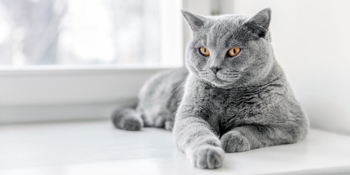 British Shorthair Kitten Care Guide: Tips for Bringing Home Your New Companion