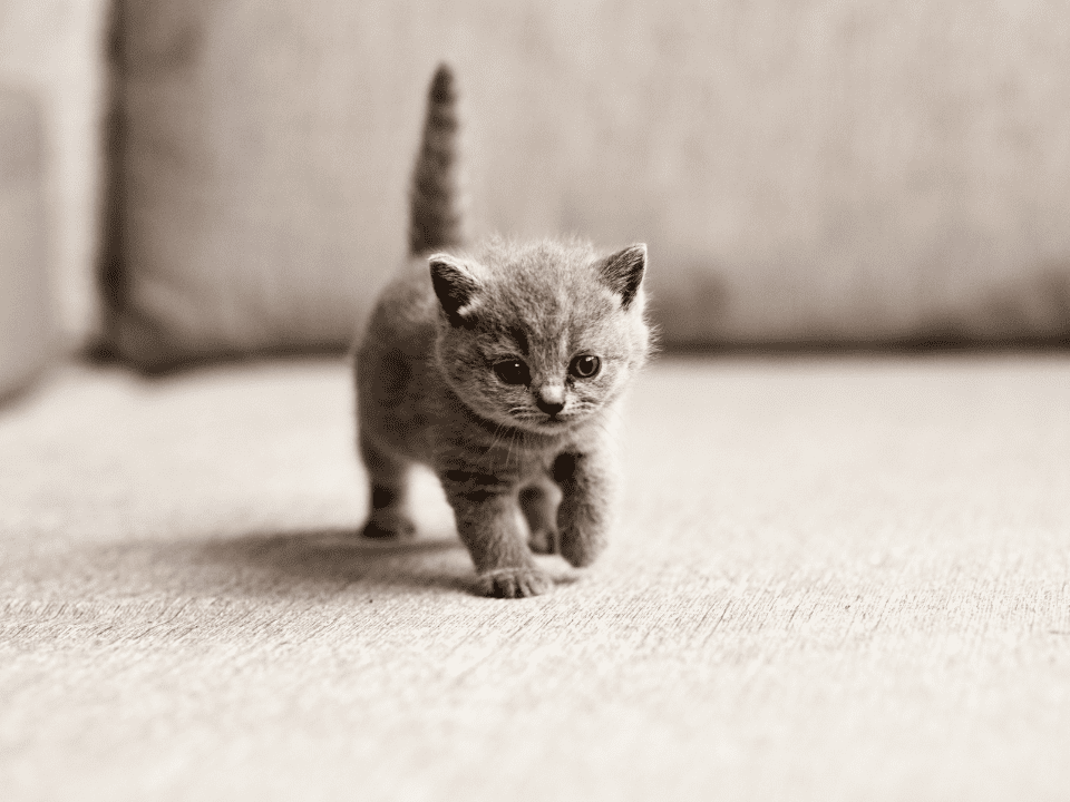British Shorthair Kitten Care Guide: Tips for Bringing Home Your New Companion 