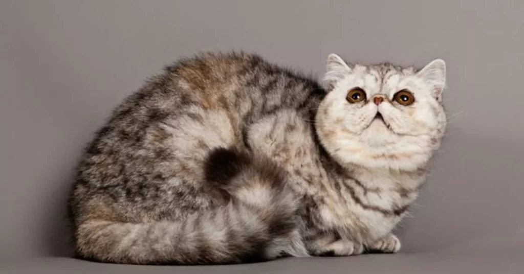 Exotic Shorthair Health Issues: Common Conditions and Preventive Care