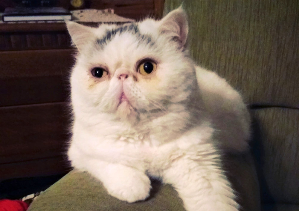 Exotic Shorthair Health Issues: Common Conditions and Preventive Care