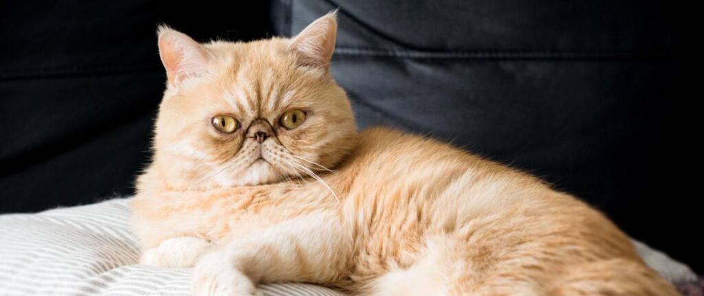 Exotic Shorthair Health Issues: Common Conditions and Preventive Care