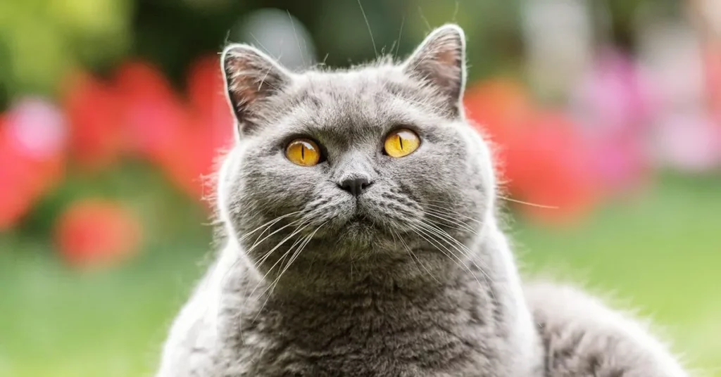 Exotic Shorthair Health Issues: Common Conditions and Preventive Care
