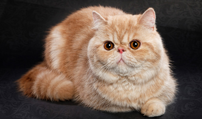 Exotic Shorthair Health Issues: Common Conditions and Preventive Care