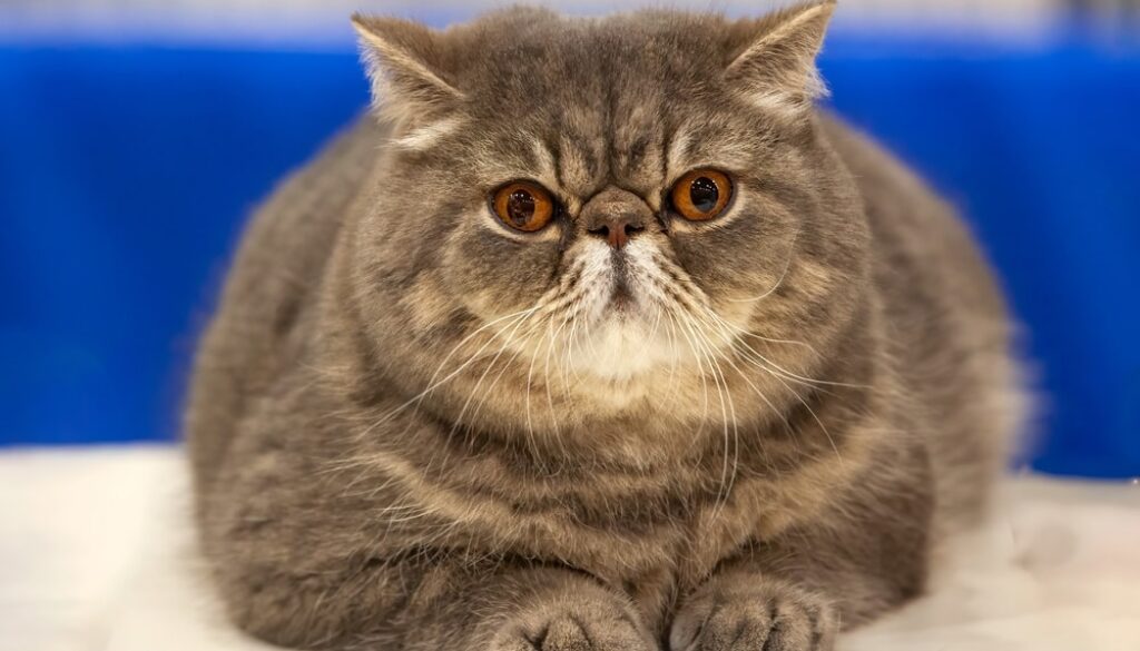 Exotic Shorthair Health Issues: Common Conditions and Preventive Care