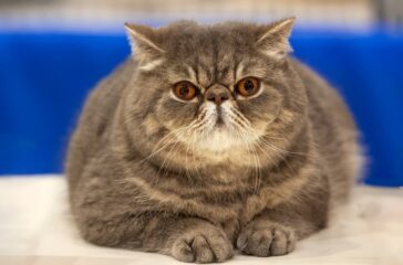 Exotic Shorthair Health Issues: Common Conditions and Preventive Care