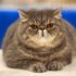 Exotic Shorthair Health Issues: Common Conditions and Preventive Care