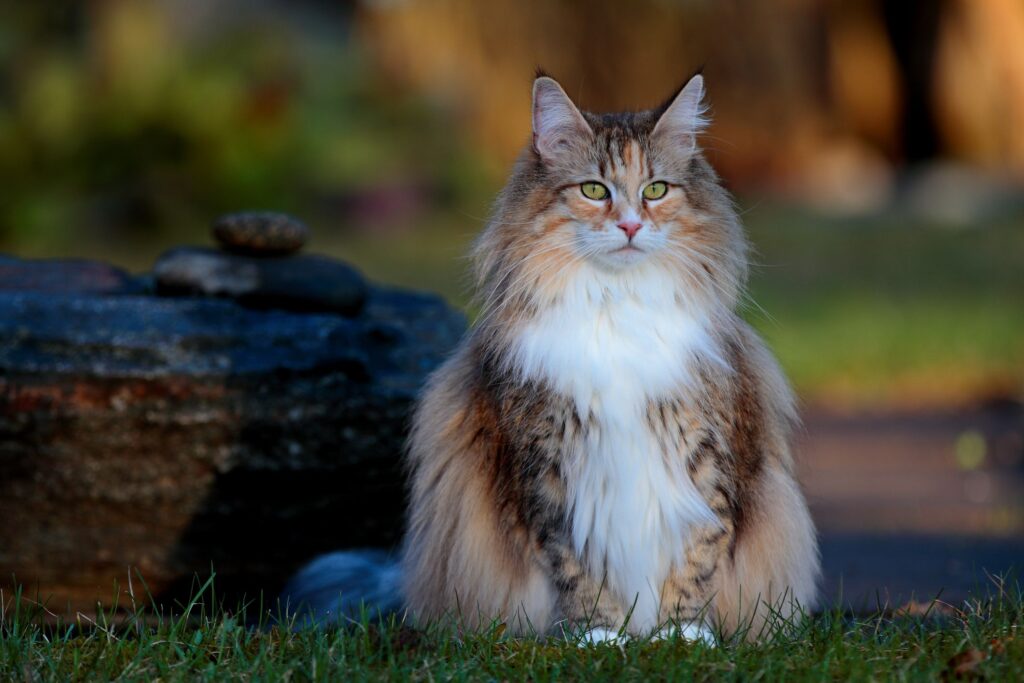 Feeding Your Norwegian Forest Cat: Dietary Needs and Nutritional Recommendations