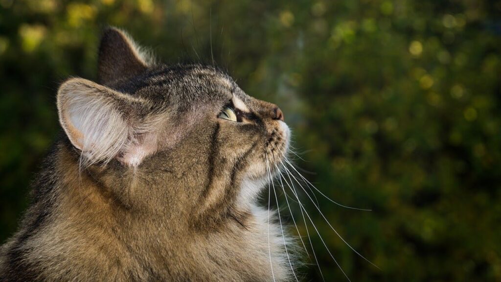Feeding Your Norwegian Forest Cat: Dietary Needs and Nutritional Recommendations
