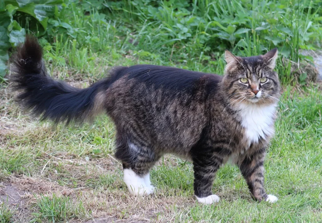 Feeding Your Norwegian Forest Cat: Dietary Needs and Nutritional Recommendations