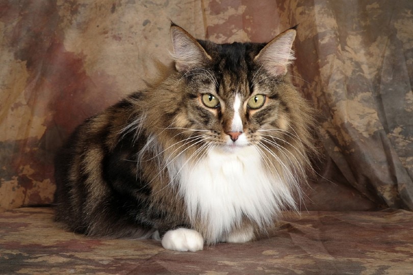 Feeding Your Norwegian Forest Cat: Dietary Needs and Nutritional Recommendations