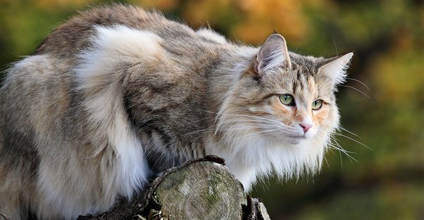 Feeding Your Norwegian Forest Cat: Dietary Needs and Nutritional Recommendations