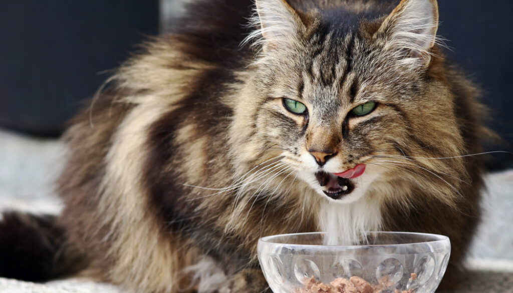 Feeding Your Norwegian Forest Cat: Dietary Needs and Nutritional Recommendations