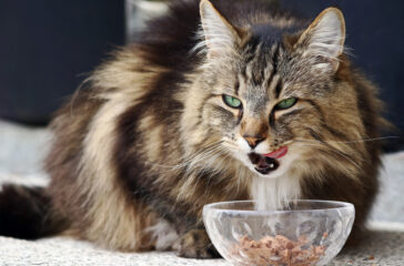 Feeding Your Norwegian Forest Cat: Dietary Needs and Nutritional Recommendations