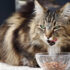 Feeding Your Norwegian Forest Cat: Dietary Needs and Nutritional Recommendations