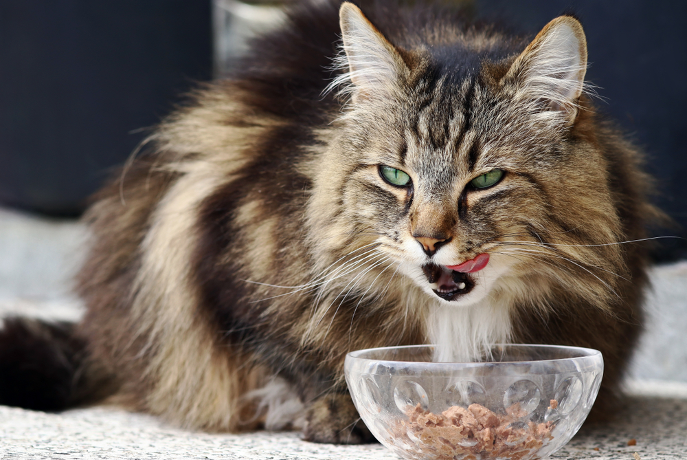 Feeding Your Norwegian Forest Cat: Dietary Needs and Nutritional Recommendations