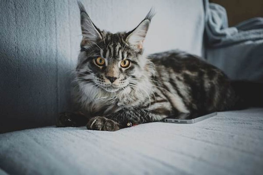 Maine Coon Kitten Care Guide: Tips for Bringing Home Your New Companion