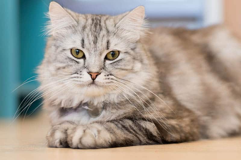 Maine Coon Kitten Care Guide: Tips for Bringing Home Your New Companion