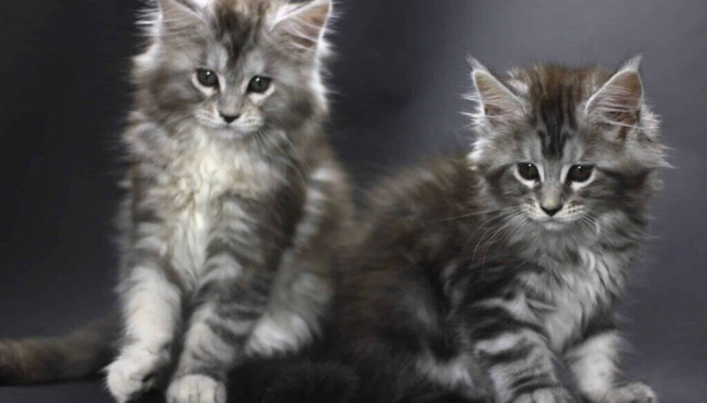 Maine Coon Kitten Care Guide: Tips for Bringing Home Your New Companion
