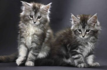 Maine Coon Kitten Care Guide: Tips for Bringing Home Your New Companion