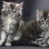 Maine Coon Kitten Care Guide: Tips for Bringing Home Your New Companion