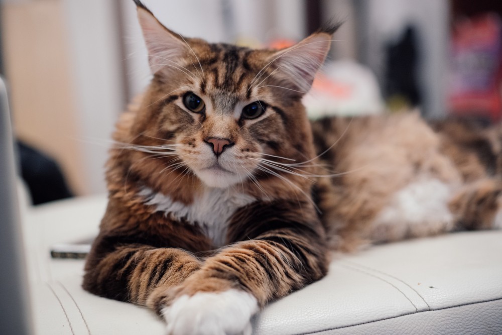 Maine Coon Kitten Care Guide: Tips for Bringing Home Your New Companion