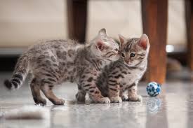 Silver Bengal Cat Breed Profile: Characteristics and Traits