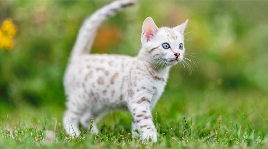 Silver Bengal Cat Breed Profile: Characteristics and Traits