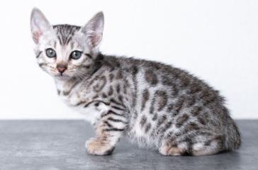 Silver Bengal Cat Breed Profile: Characteristics and Traits