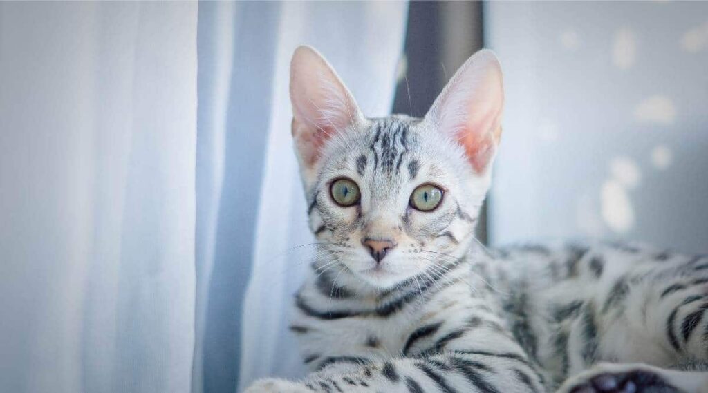 Silver Bengal Cat Breed Profile: Characteristics and Traits