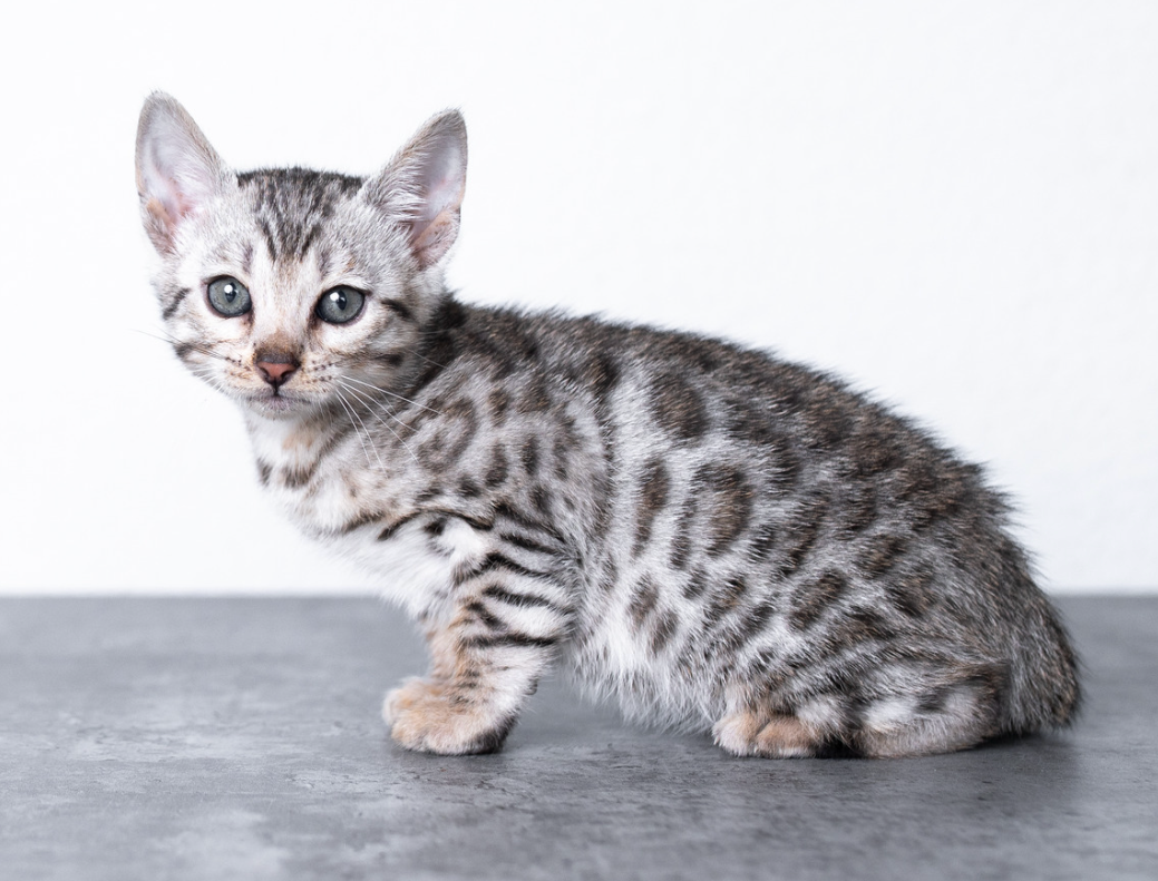 Silver Bengal Cat Breed Profile: Characteristics and Traits